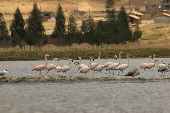 Identifican 15 ecosistemas frágiles en Junín